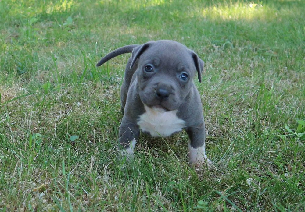 Amstaff Amstaf American Staffordshire Terrier suczka BLUE Błękitna