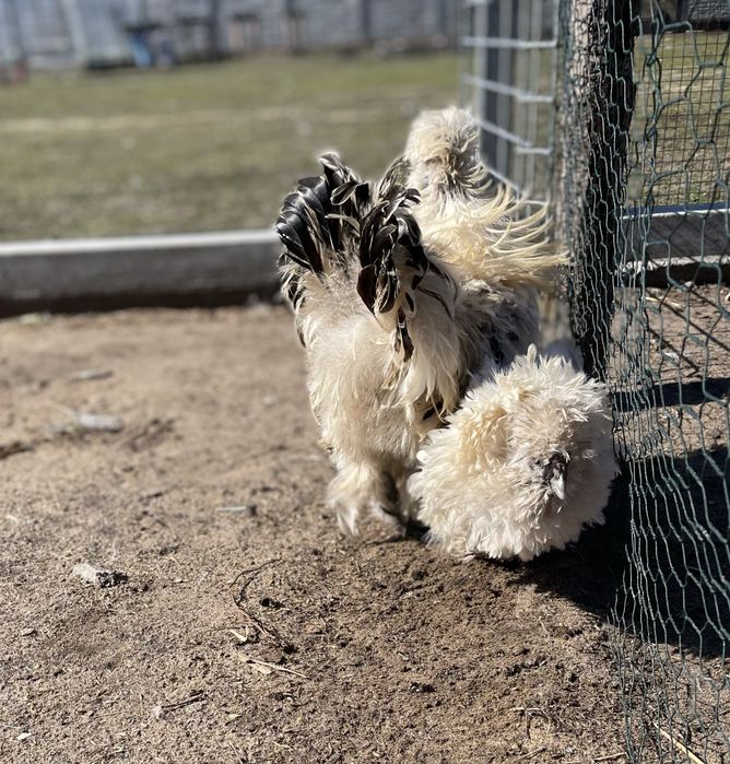 Jaja lęgowe silki jedwabistej lokowanej USA