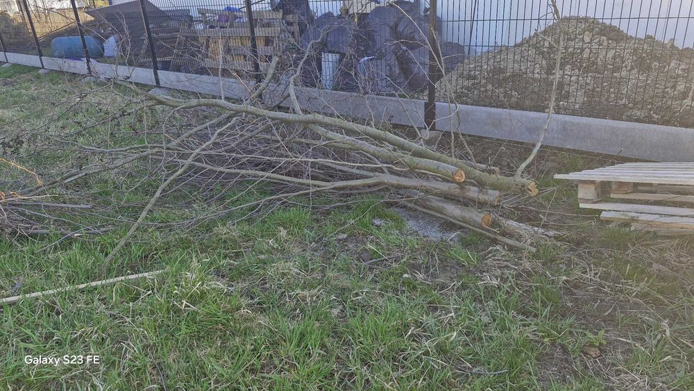 oddam za darmo drewno, gałęzie i palety
