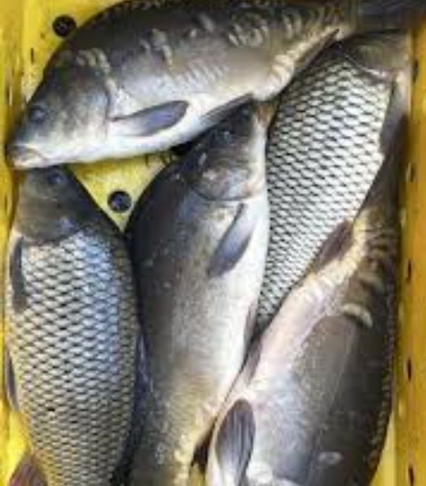 Продам живу рибу