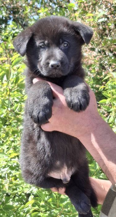 В продаже щенки черная немецкая овчарка 1,5 мес