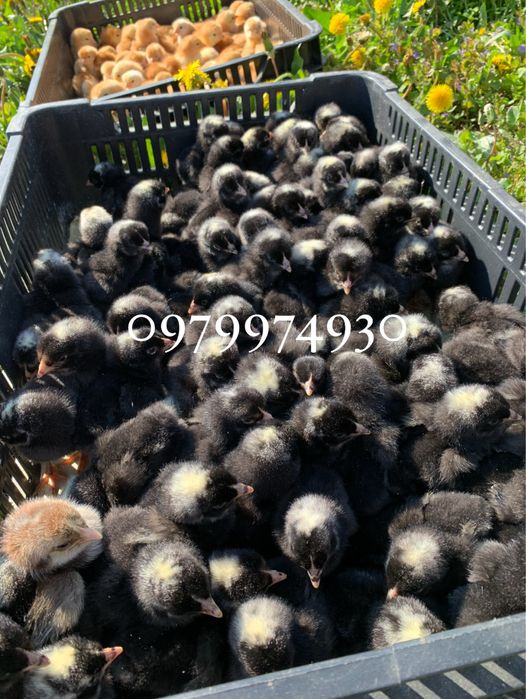 Інкубаційні яйця