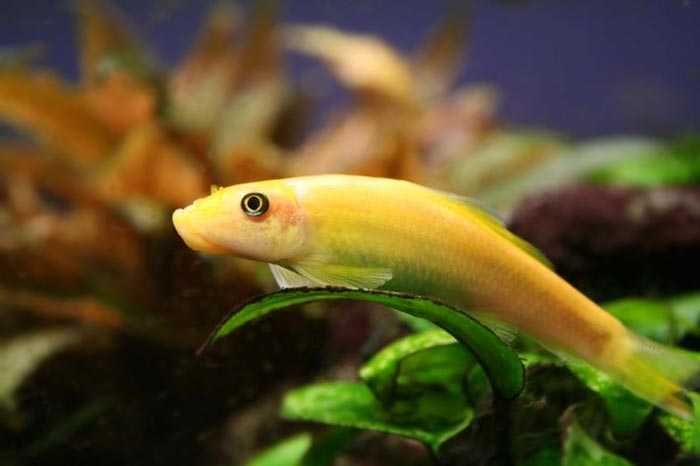 GB Glonojad Syjamski Złoty - dowóz ryb!