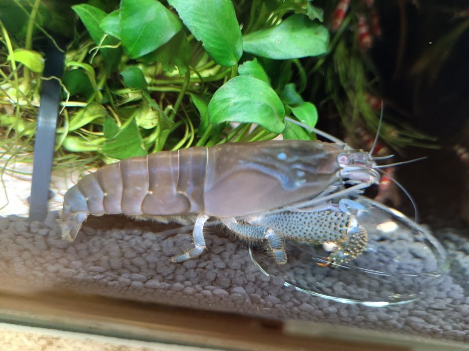 Duża zdrowa atya gabonensis  krewetka gabońska 10cm