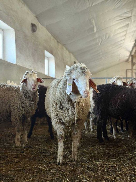 Продаж молодих баранчиків 2025 року