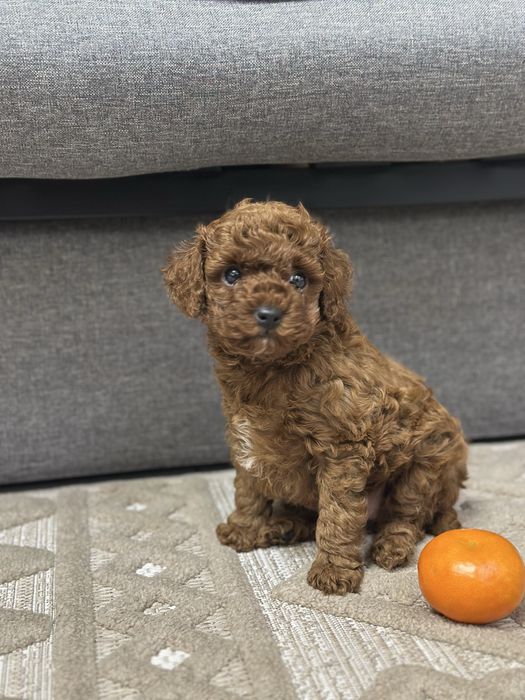 Той пудель ред браун