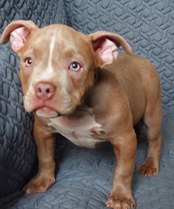 Ліловий булли покет