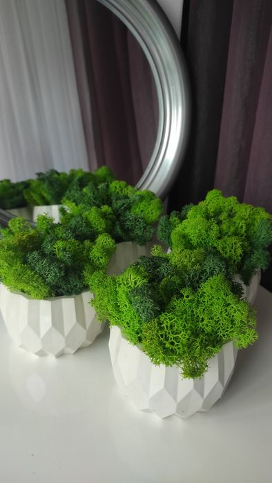 Кашпо з  стабілізованим мохом