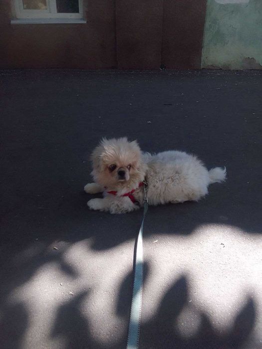 Продам пекінеса.