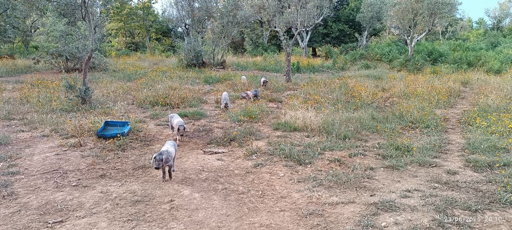 Porcos e Leitões Bisaro