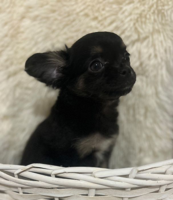 Chihuahua piękny chlopiec