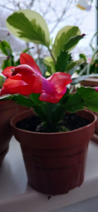 Пропоную пеперомії, шлюмбергери