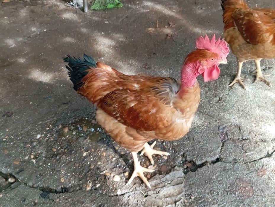 Frangos Caseiros