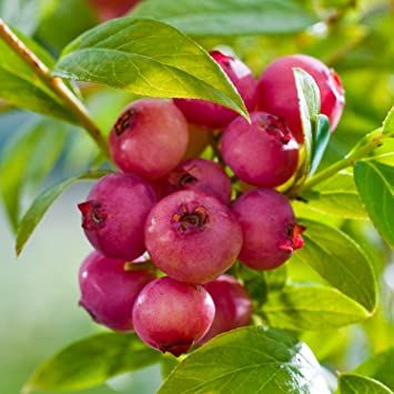 Planta MIRTILO VERMELHO - Mais doce - Em produção Apenas envios