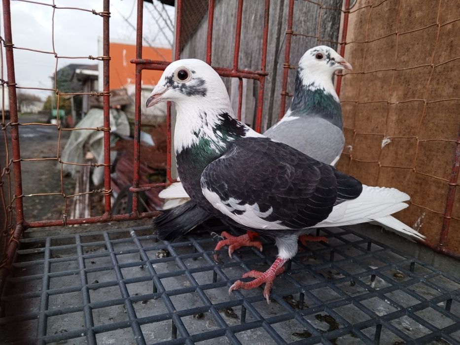 Gołębie pocztowe para pstre ptaki gołębie ozdobne