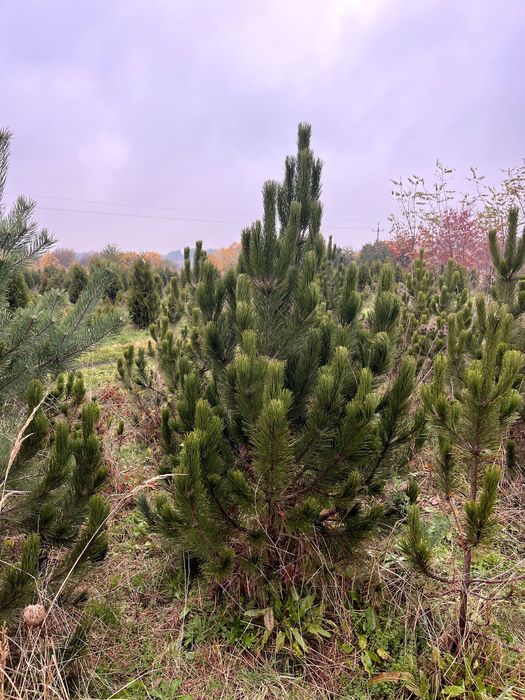 Sosna Bośniacka "Pinus heldreichii" 130-180 cm