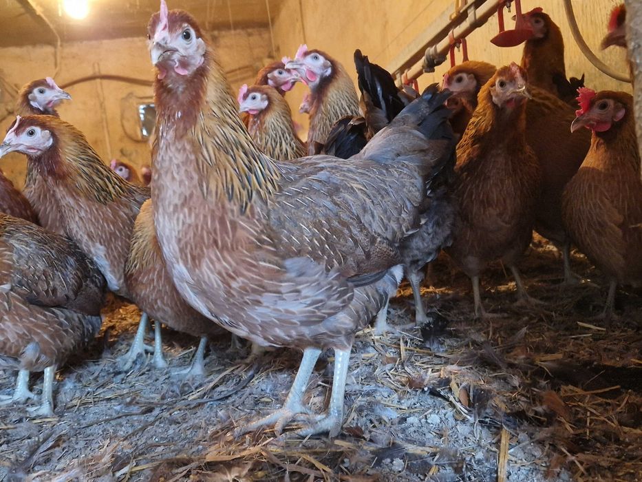 Kurki kokoszki nioski Zielononóżki młode zapisy transport na miejsce