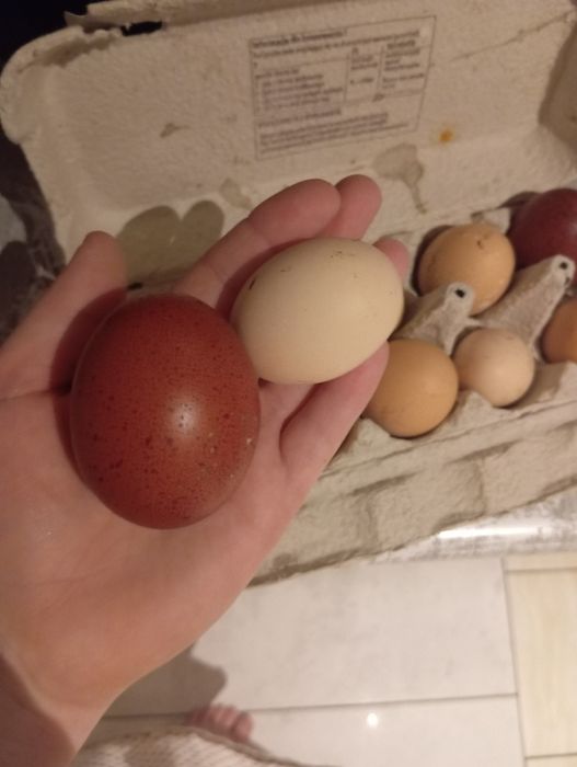 Jaja lęgowe mix kurze