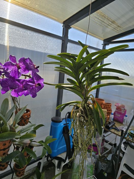 Orquídeas (cattleyas e vandas)