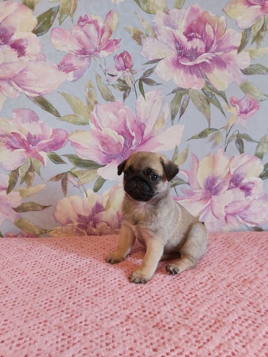 Щенок мопса , девочки