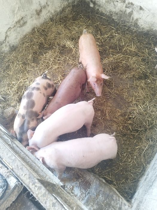 Duże warchlaki ..
