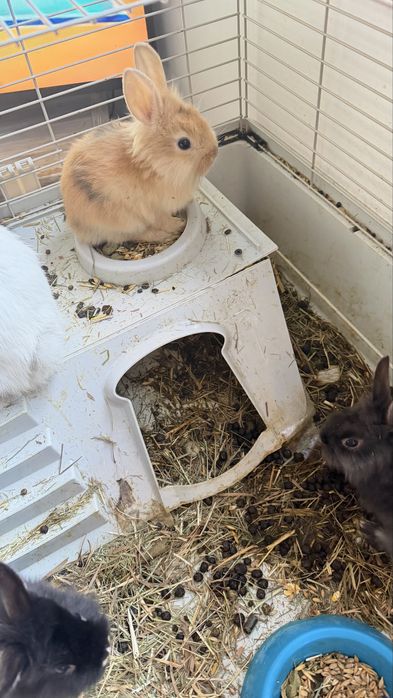 Młode króliczki 8 tygodniowe