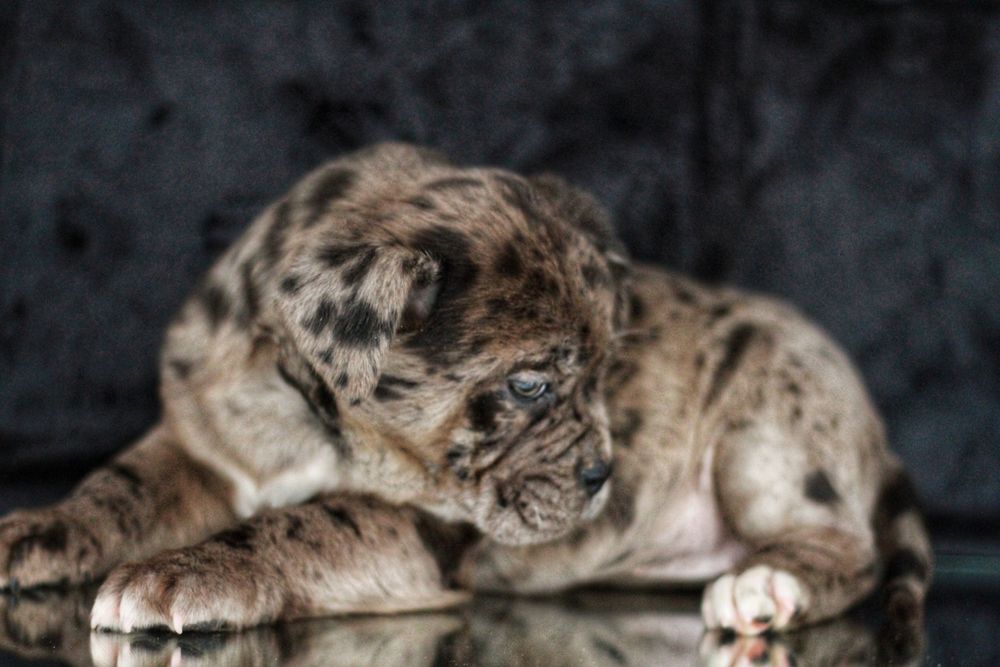 ВПЕРВЫЕ в Украине! North American mastiff.  NAM.  Северо-Американский