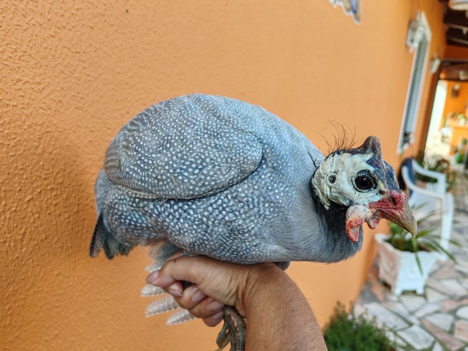 Fracas diversas / patos Rouen jardins