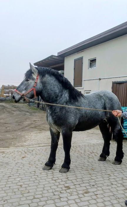 Uran  25 mięs. 167.230.29 .