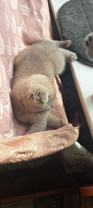 Шотландець оурас ліловий вік 4.5 місяці вакцинований,вакцина від сказу