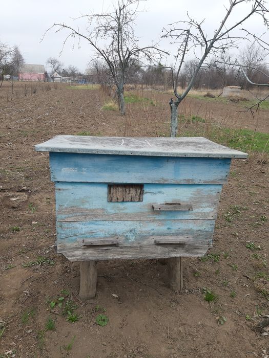 Вулики в робочому стані