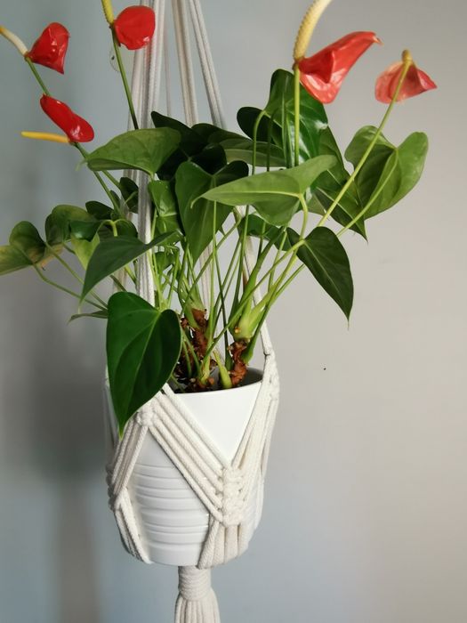 Suporte para plantas em macrame