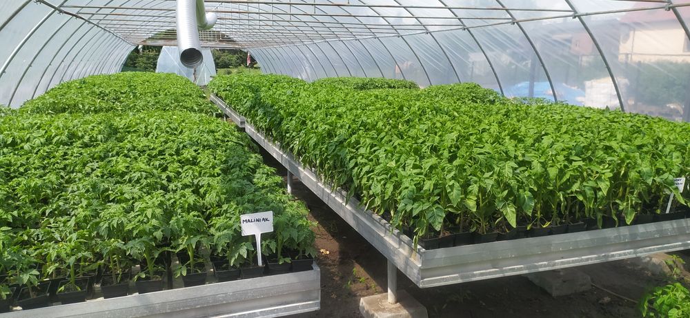 Rozsady warzyw(flancki,sadzonki)Pomidor ,Ogórek