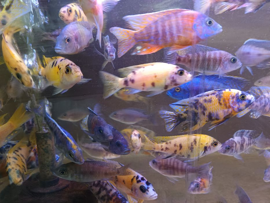 Tenho para venda aulonocaras