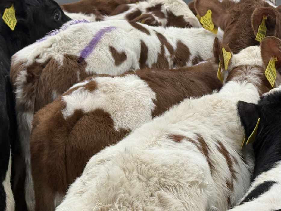 Cielaki odsadki byczki jałóweczki