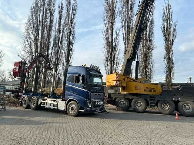 Usługa mulczowania i wycinka drzew (mulczer leśny, frezarka do pni)