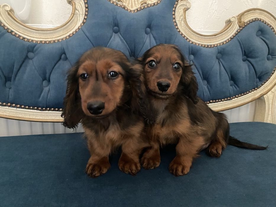 Jamnik długowłosy miniaturowy piesek