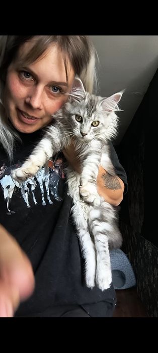 Blanchett kotka srebrzysta