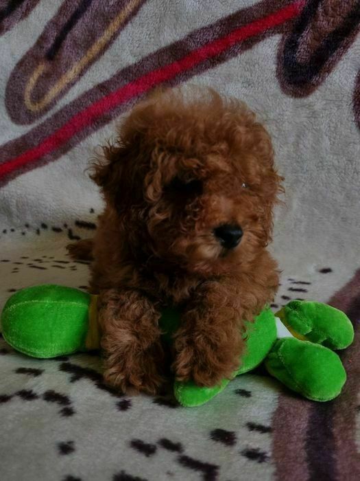 Красавчик пуделек приглашает дам!