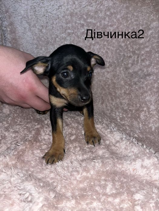 Цвергпінчер цуценятка