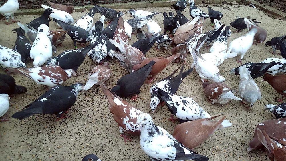 Gołębie pocztowe młode