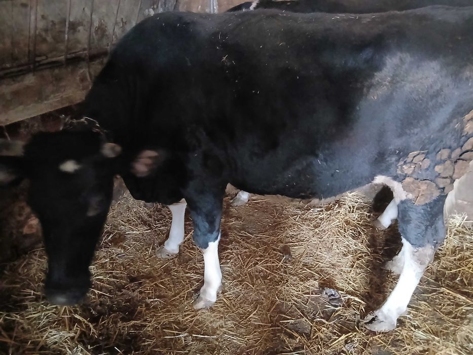 Sprzedam jałówke do zacielenia