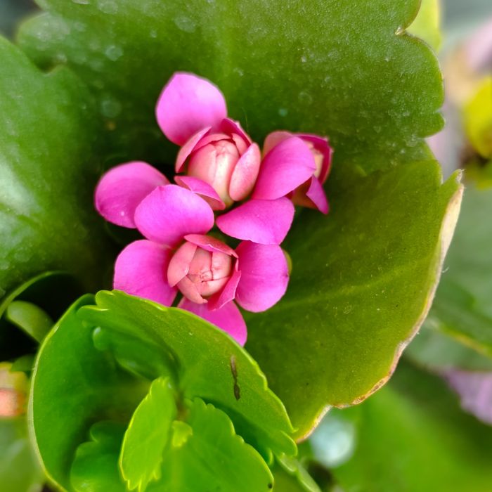 Великоквіткова, сортове каланхоє