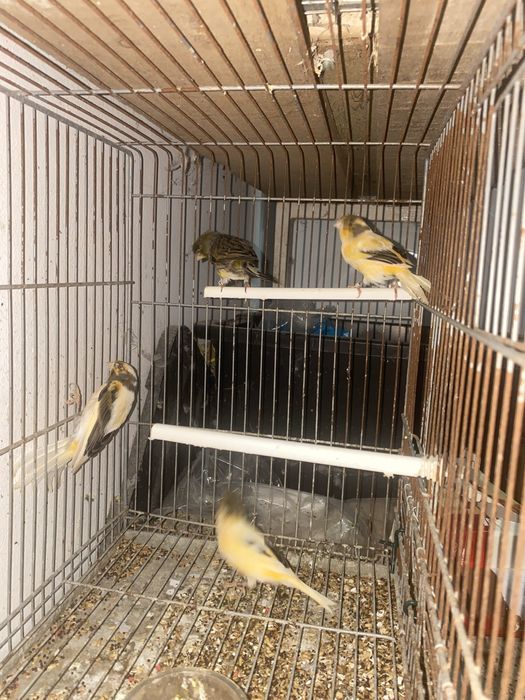 8 canarios para vender ao barato