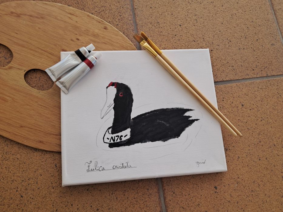 Quadro a acrílico- Galeirão-de-crista