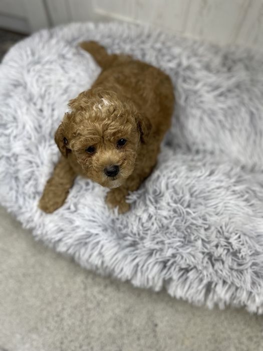 Мальтипу -  найніжніший комочок щастя на 4 лапках!