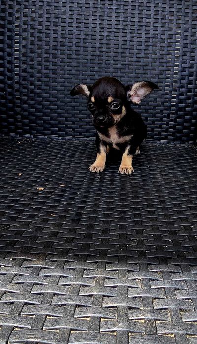Chihuahua macho