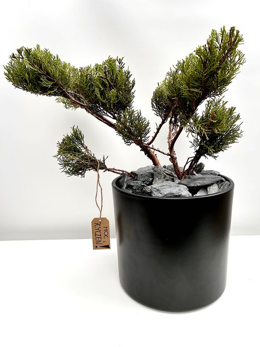 Drzewko Bonsai ŻYWE na PREZENT Ślub Urodziny | Rękodzieło Toruń