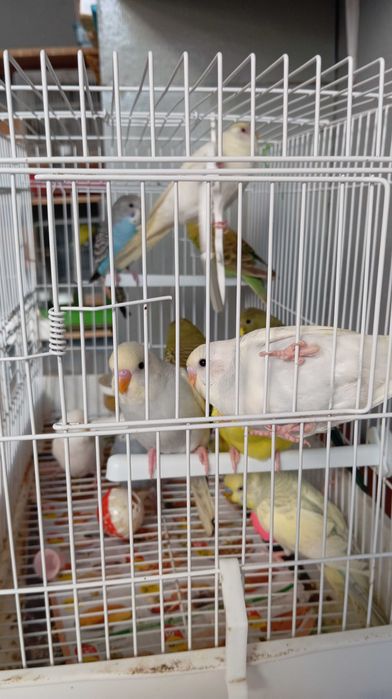 Vendo piriquitos Australianos