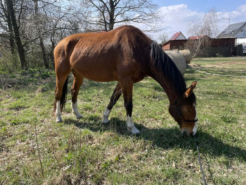 Wałach Newton, 8 lat, 179 cm